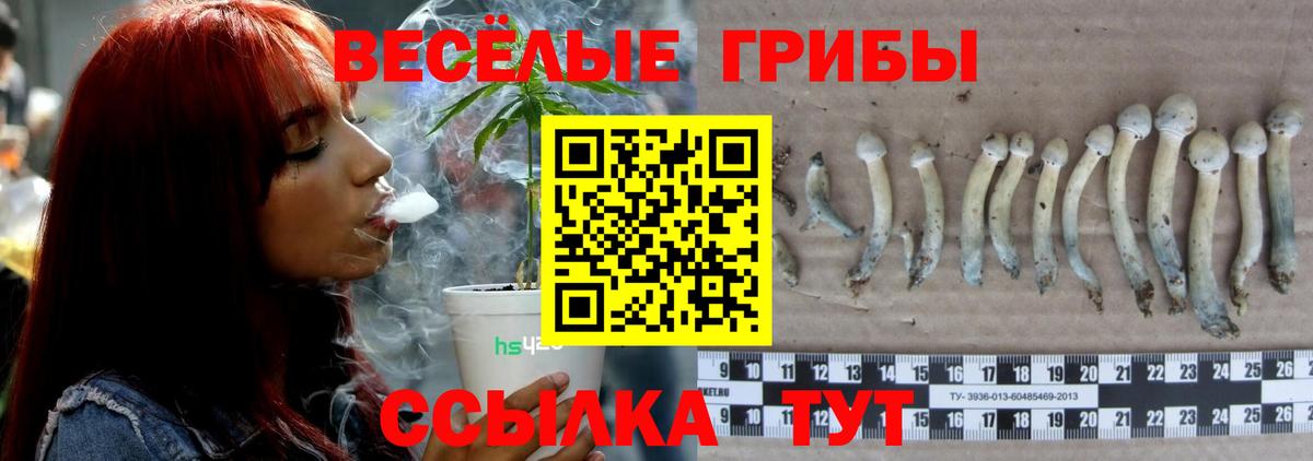 Псилоцибиновые грибы Psilocybe  купить  цена  Гусев  Псилоцибиновые грибы Magic Shrooms  Вход с VPN 